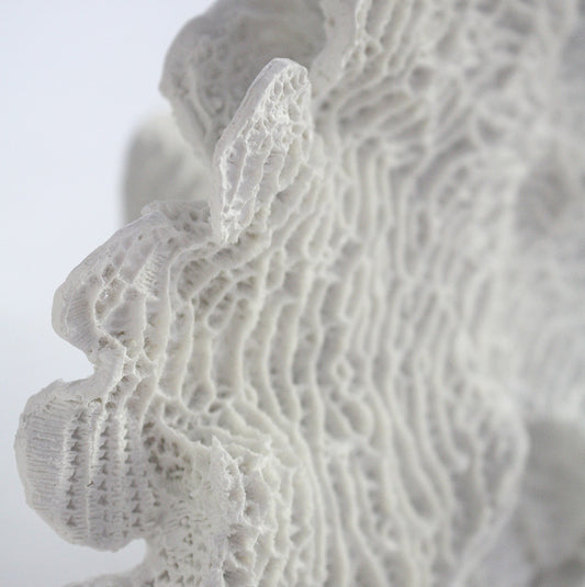 Foliose Coral Sculpture