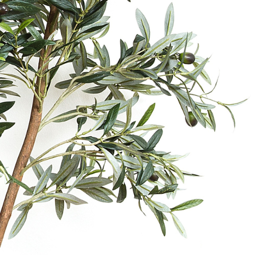 Olive Tree