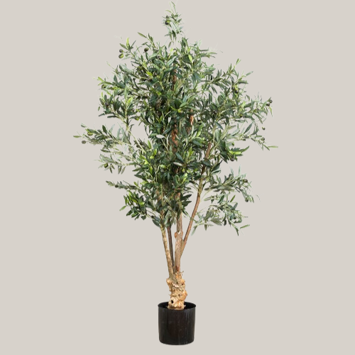 Olive Tree